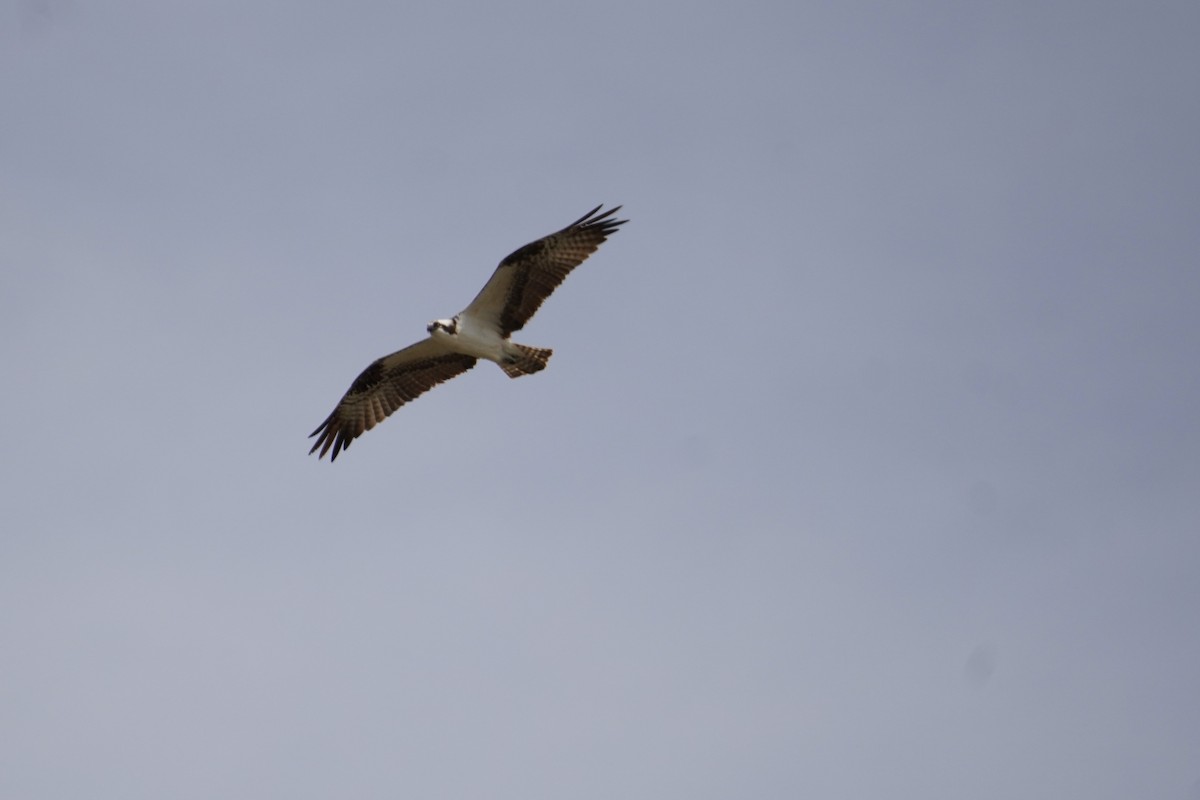 Osprey - Kristy Dhaliwal