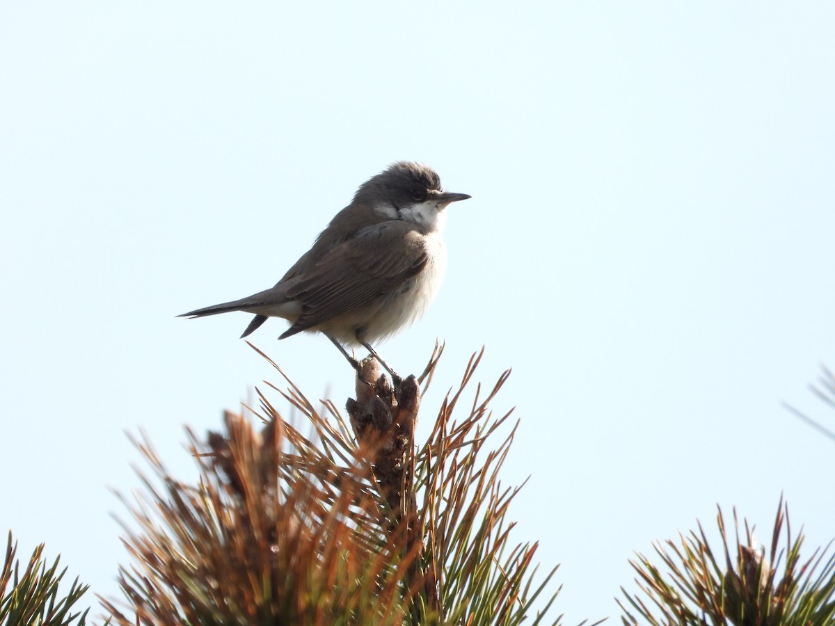 Lesser Whitethroat - ML618549737