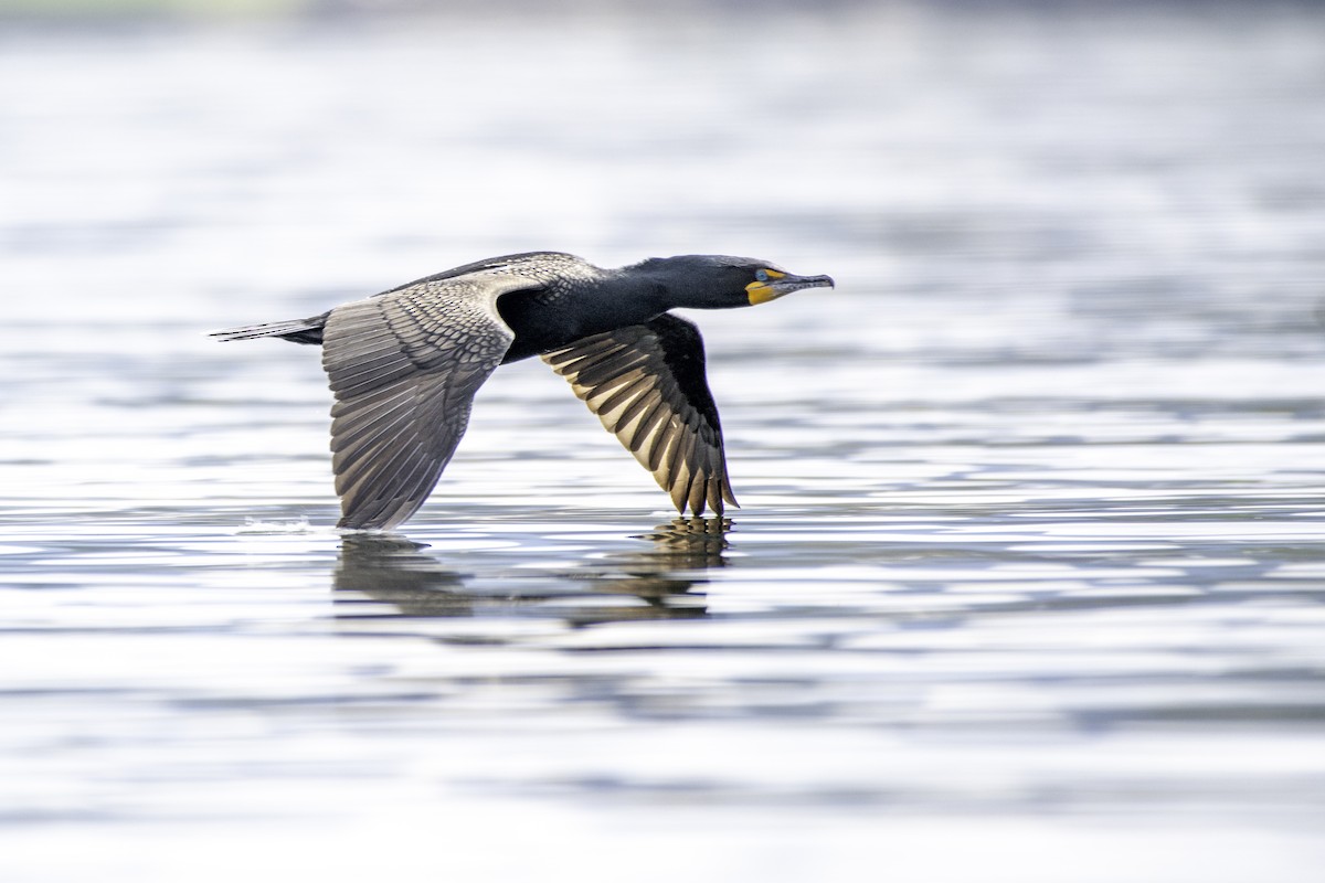 Double-crested Cormorant - Matthew Bode