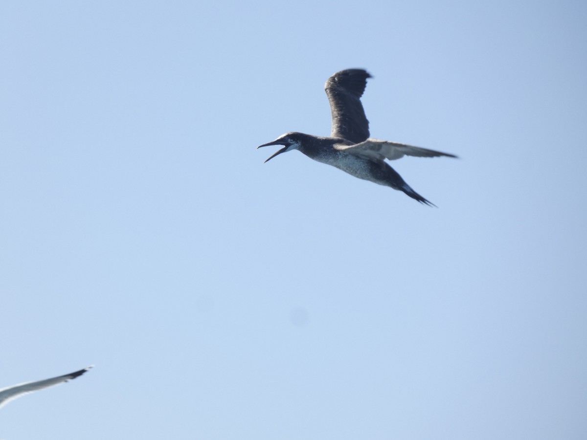 Northern Gannet - Luis Carretero Bonilla