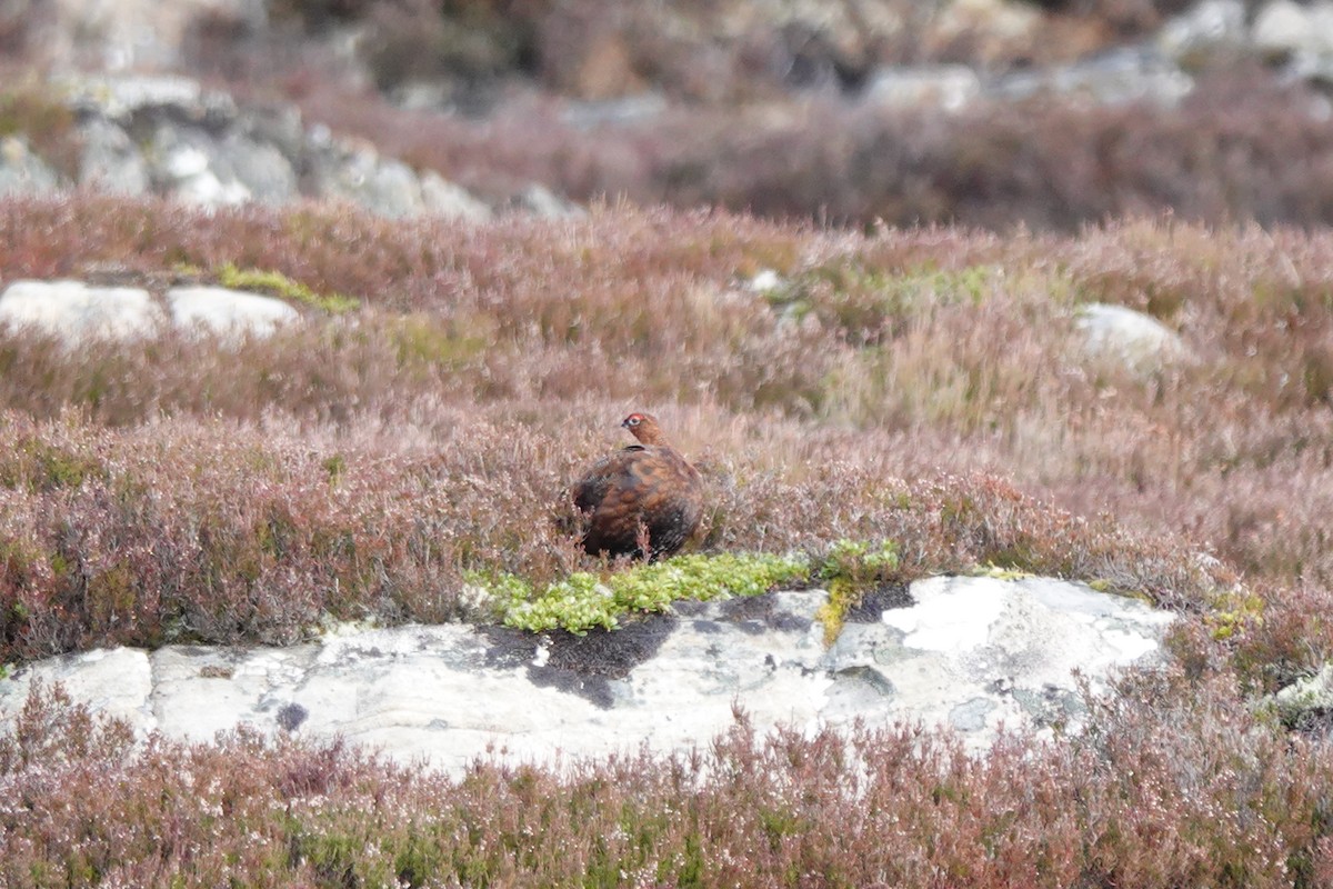 Willow Ptarmigan - ML618549821