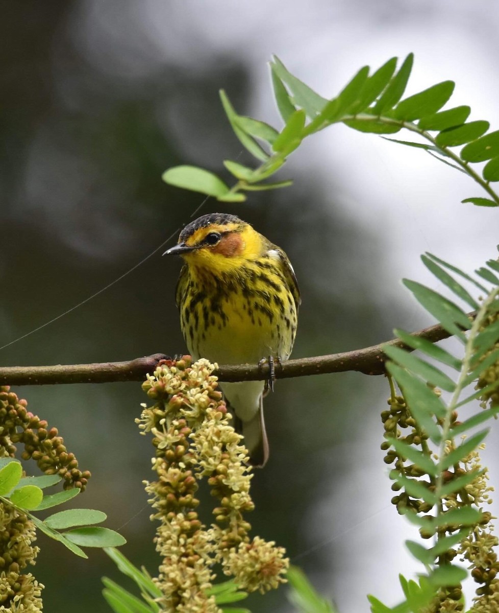 Cape May Warbler - ML618549851
