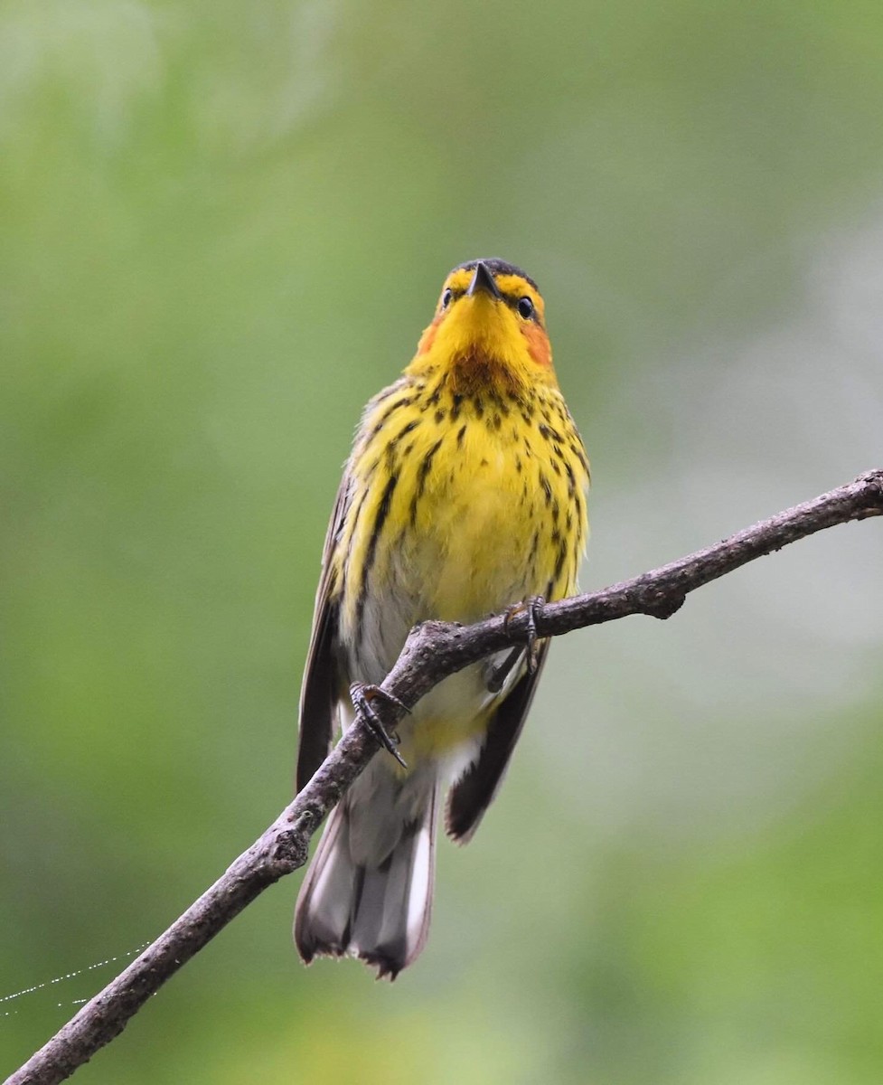 Cape May Warbler - ML618549852