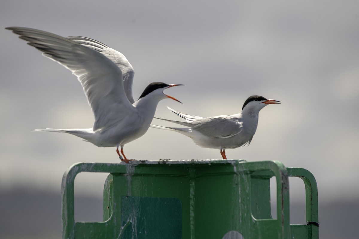 Common Tern - ML618549864