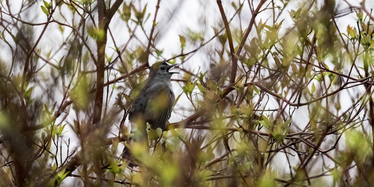 Gray Catbird - Kristen Jaczko