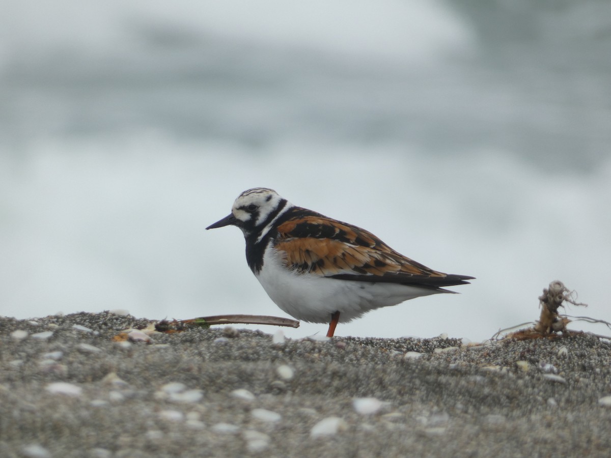 Ruddy Turnstone - Kristián Hubatka