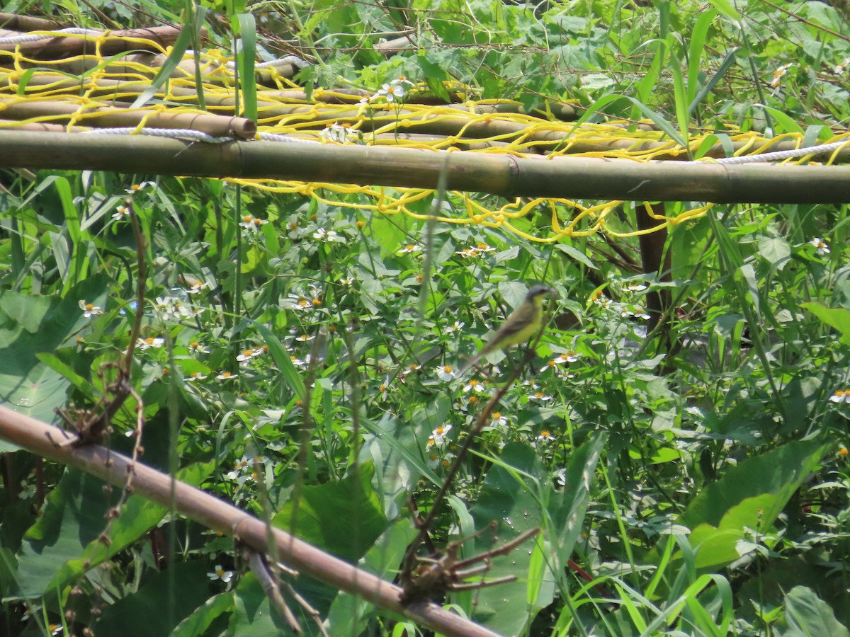 Eastern Yellow Wagtail (Manchurian) - ML618549986