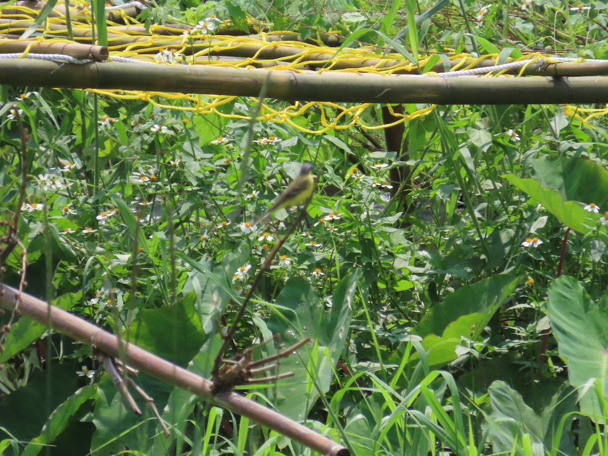 Eastern Yellow Wagtail (Manchurian) - ML618549987