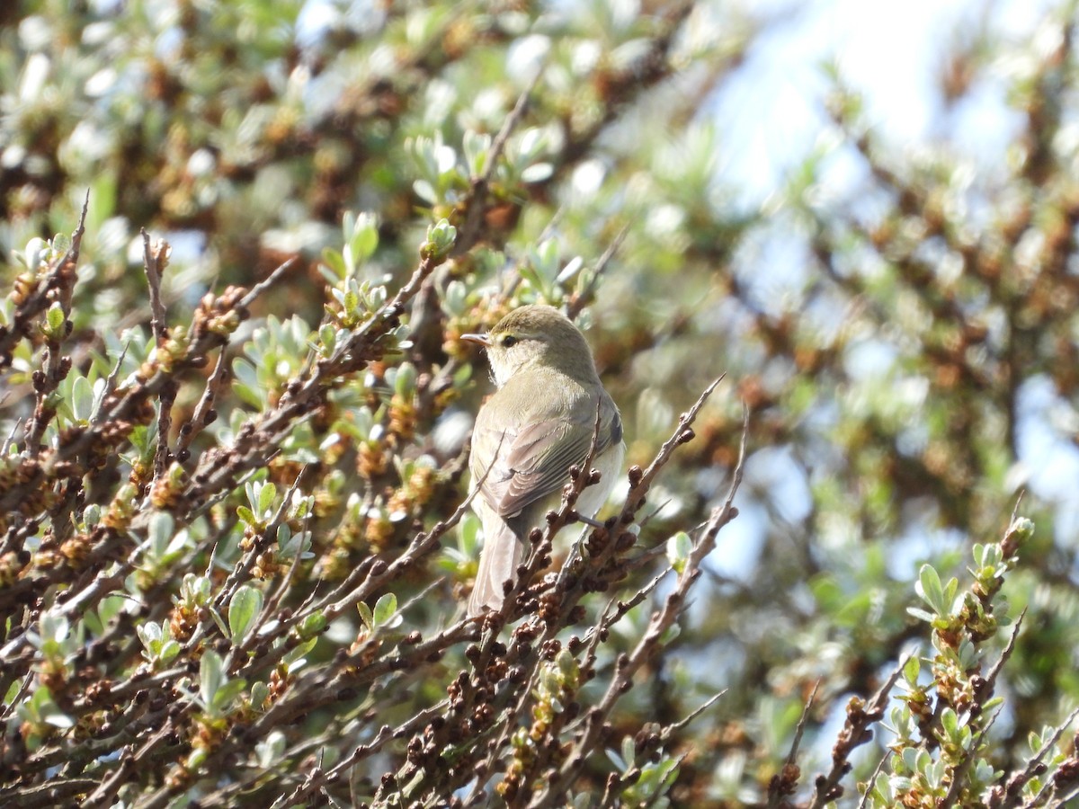 Willow Warbler - Martin Rheinheimer