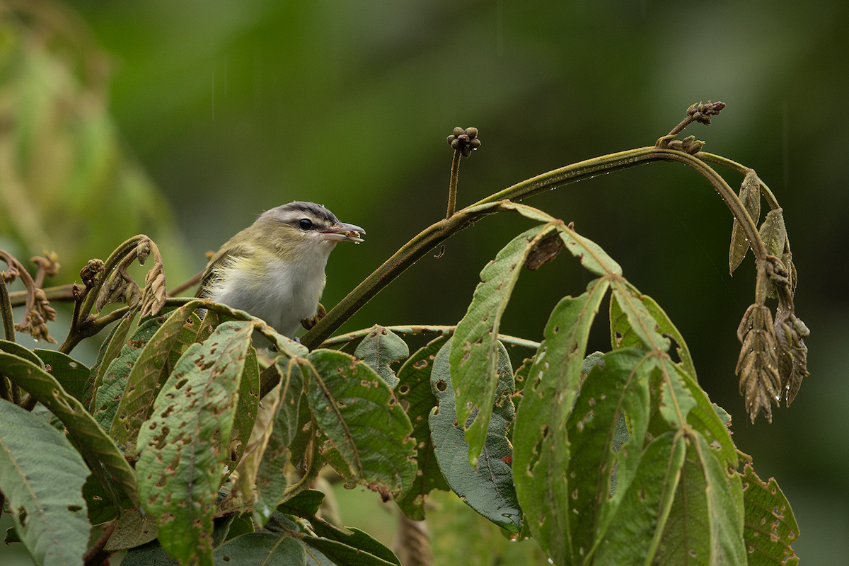 brunøyevireo - ML618550039