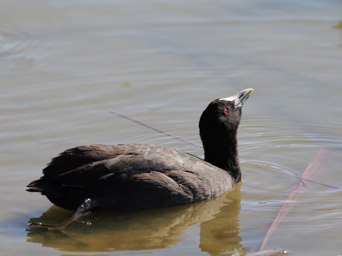 Eurasian Coot - Tony Richards