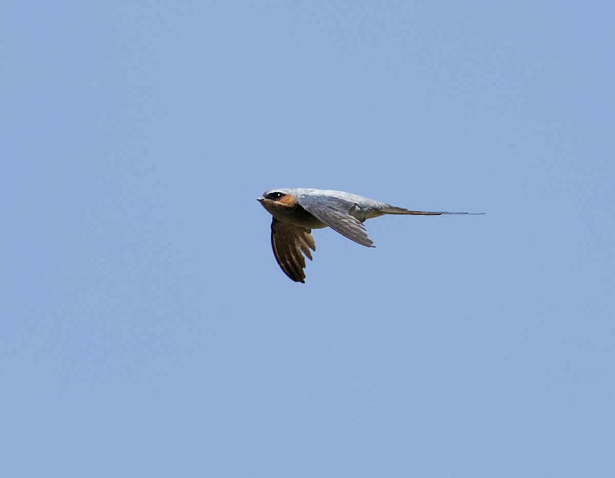 Crested Treeswift - ML618550086