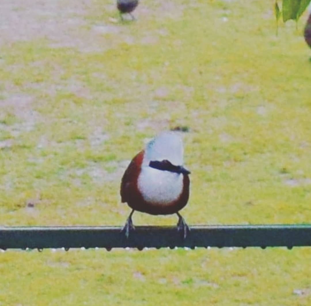 White-crested Laughingthrush - ML618550087