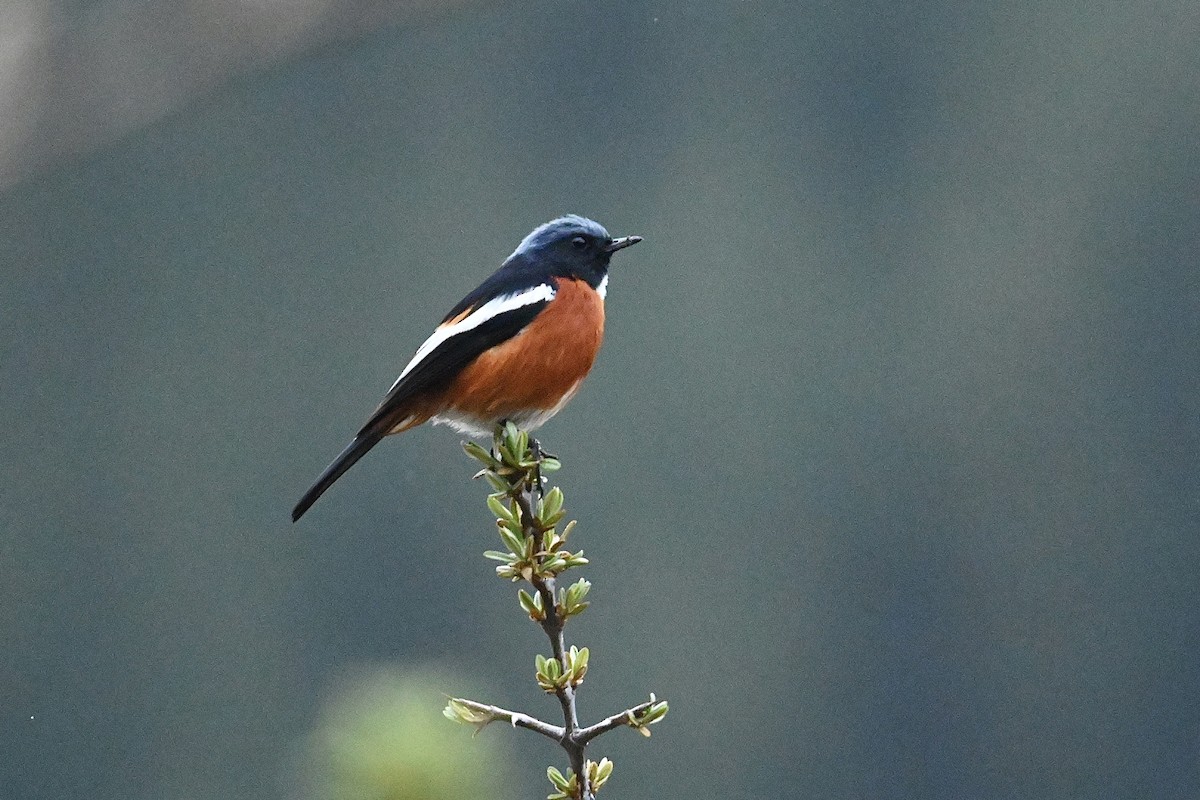 White-throated Redstart - ML618550113