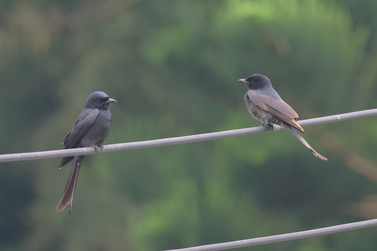 Black Drongo - ML618550117