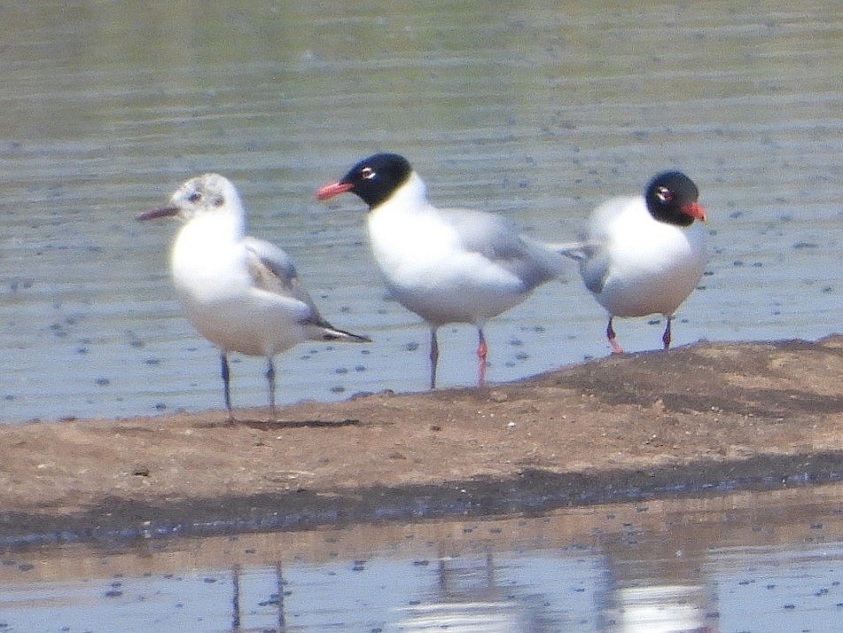 Mediterranean Gull - Ivan V