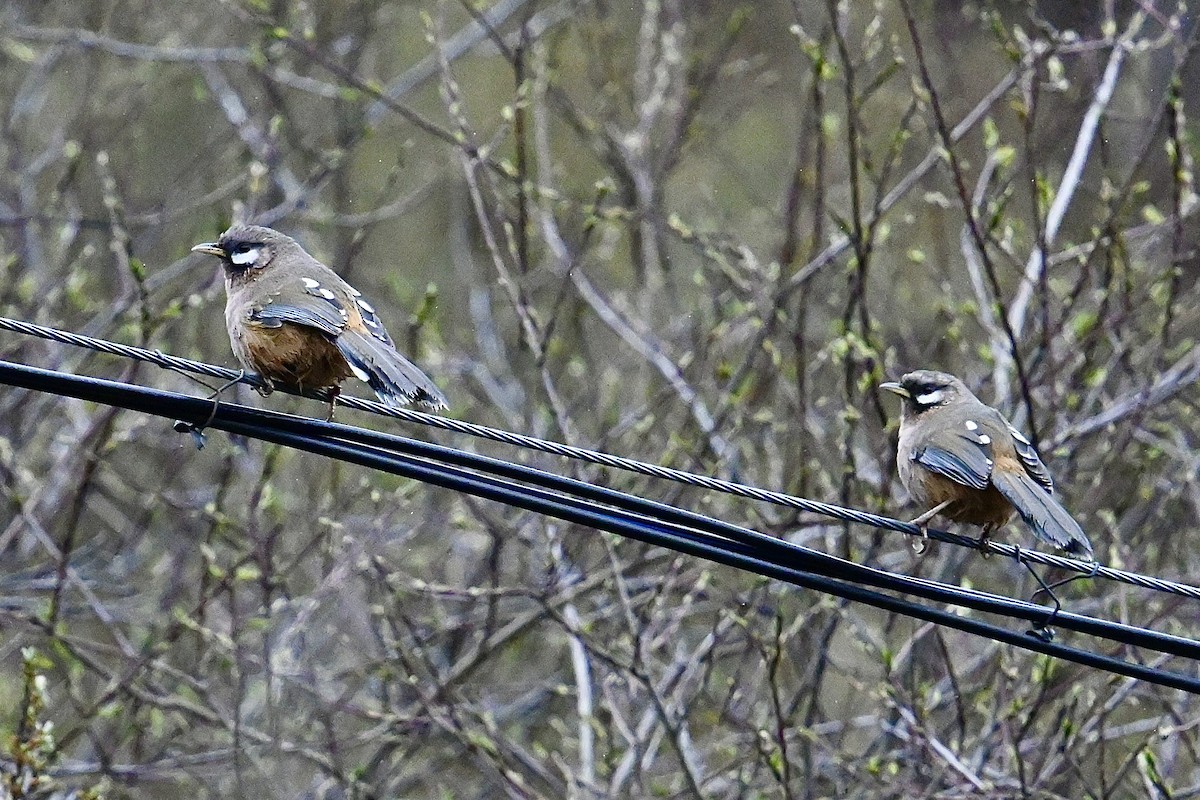 Snowy-cheeked Laughingthrush - ML618550195