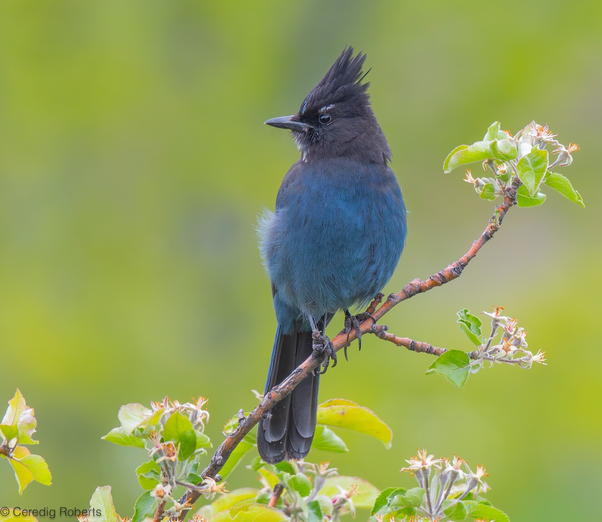 Steller's Jay - ML618550200