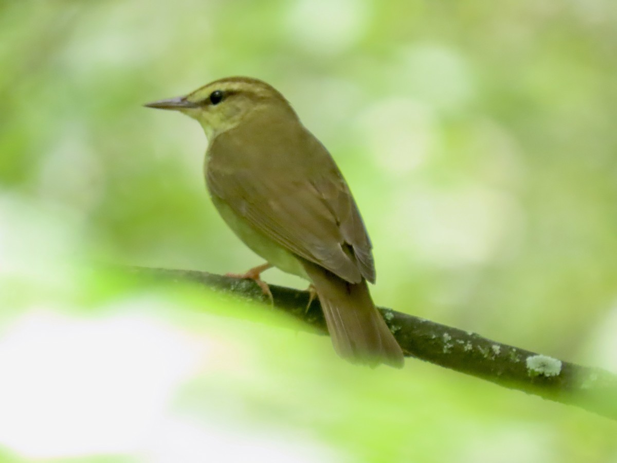 Swainson's Warbler - ML618550301