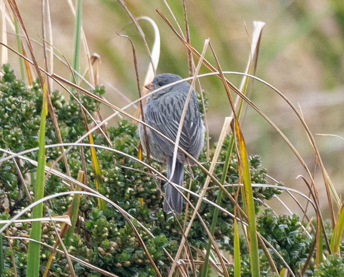 Plain-colored Seedeater - Richard Thunen