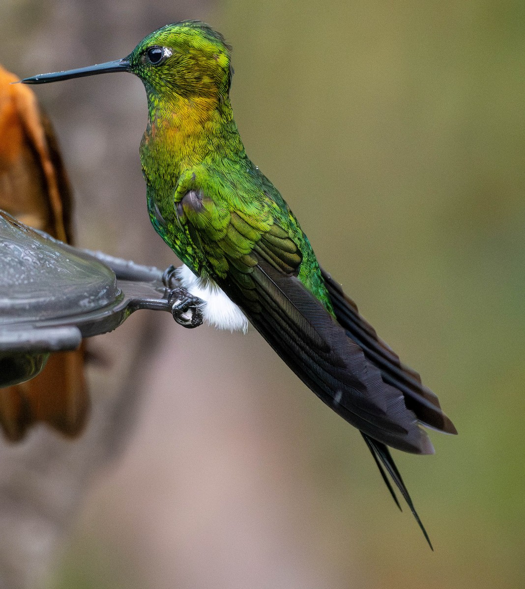 Golden-breasted Puffleg - Richard Thunen