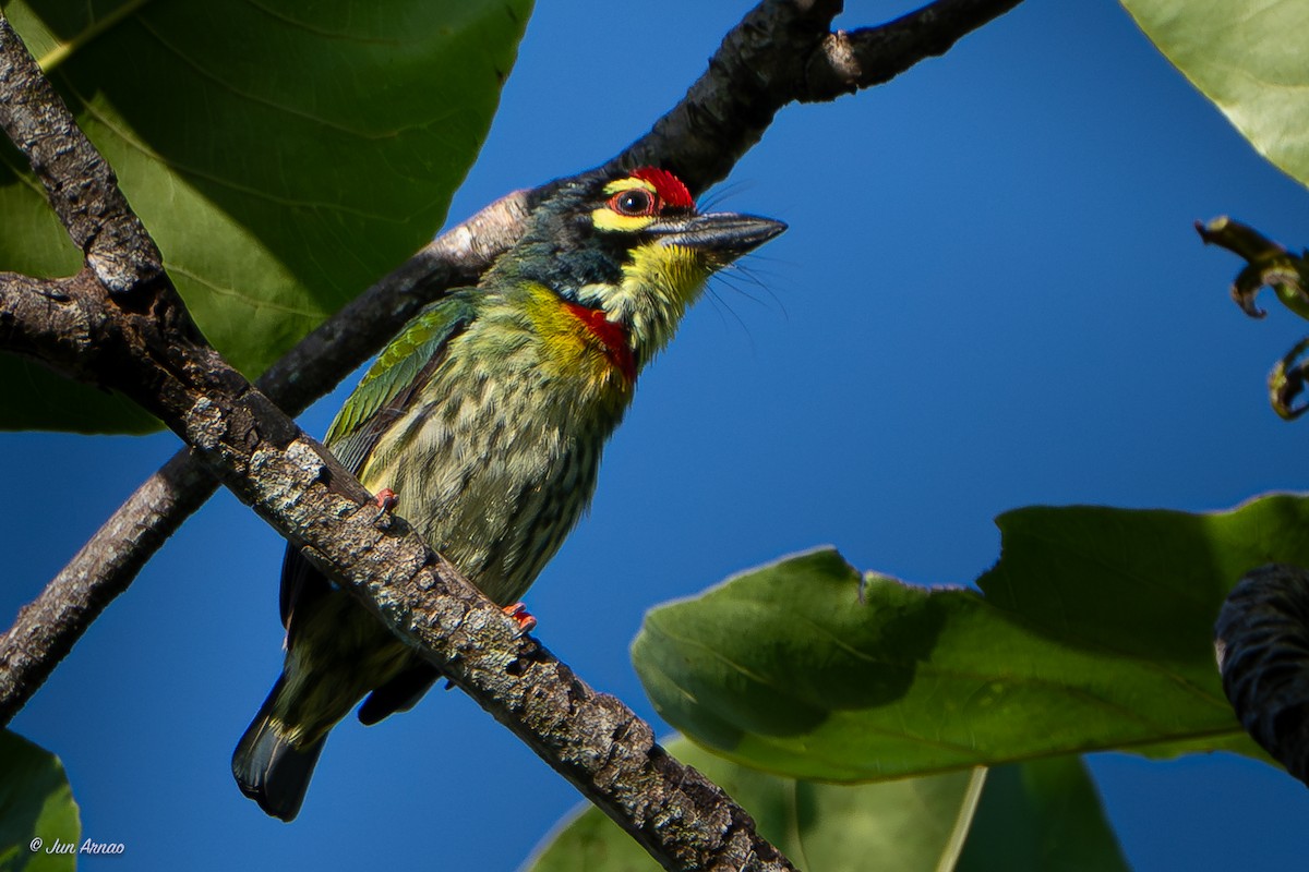 Coppersmith Barbet - ML618550383