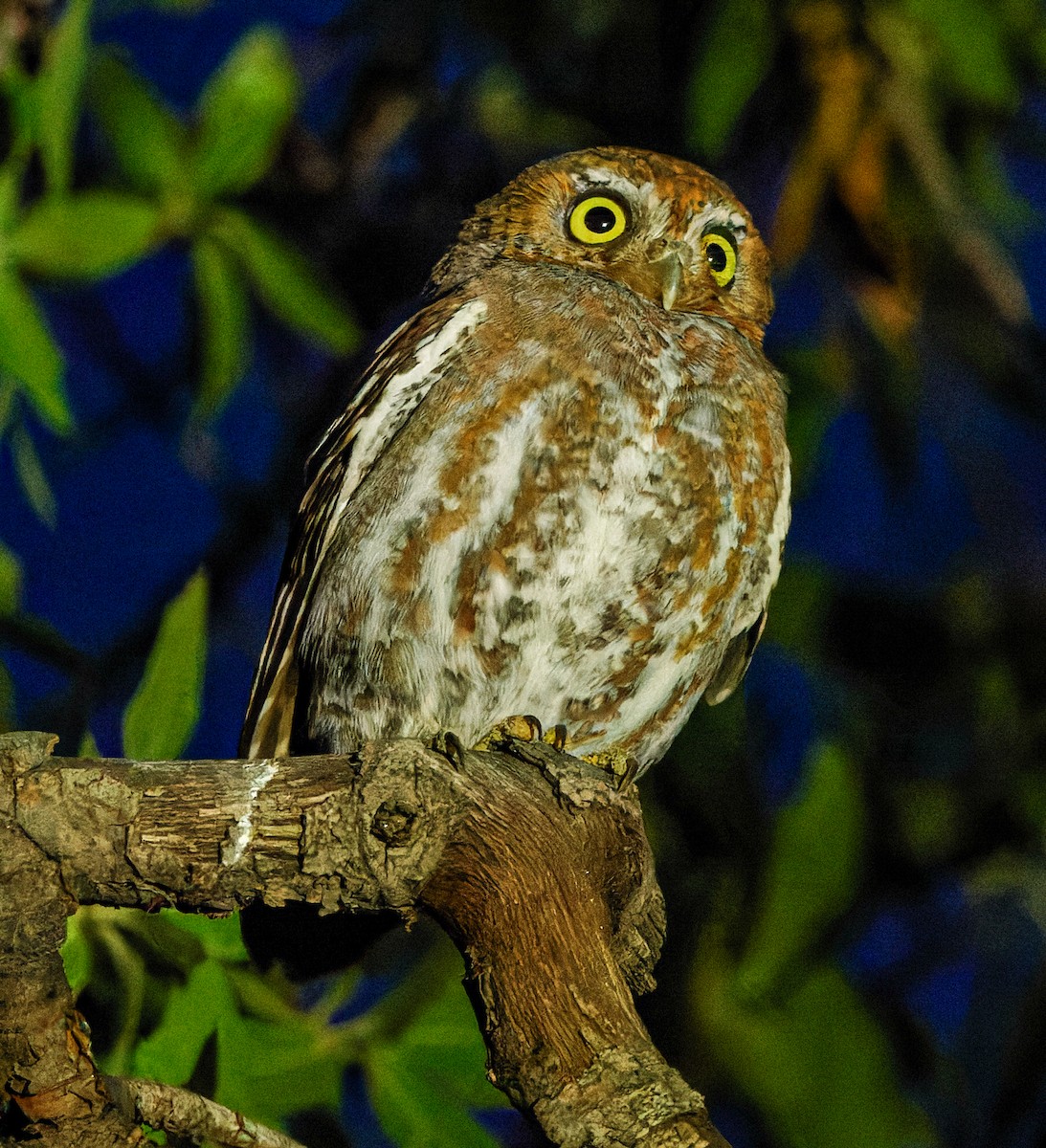 Elf Owl - ML618550388