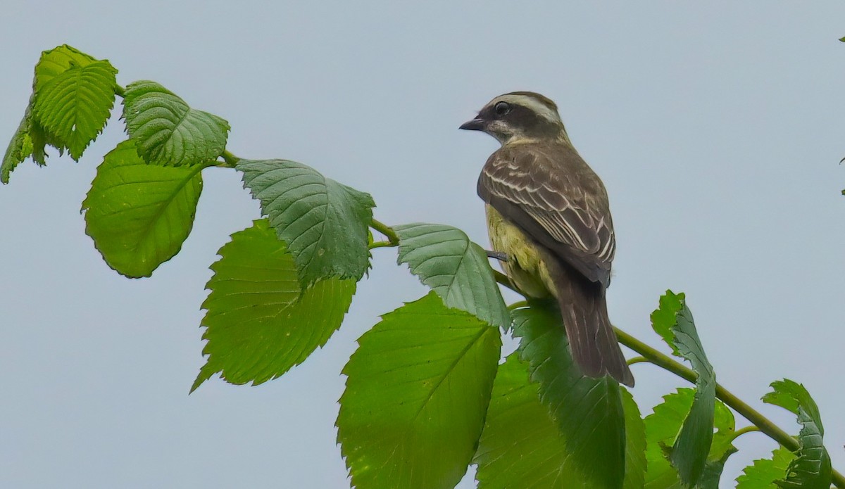 Piratic Flycatcher - ML618550391