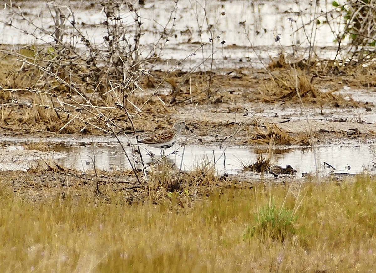 Dunlin - Jon (JC) Curd