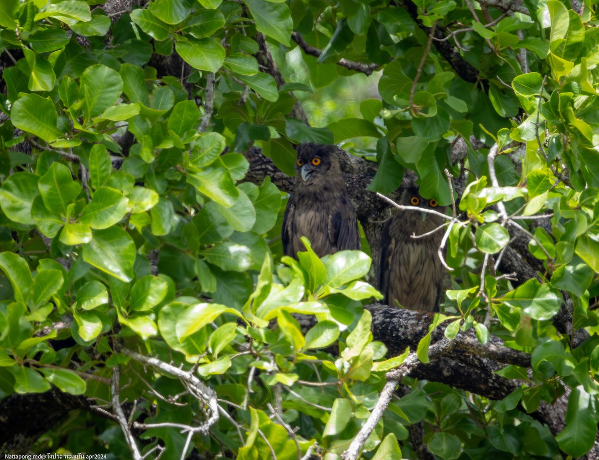 Dusky Eagle-Owl - Nattapong Banhomglin
