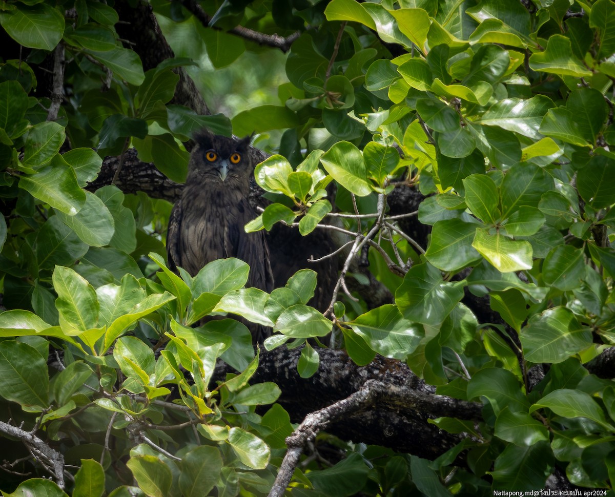 Dusky Eagle-Owl - Nattapong Banhomglin