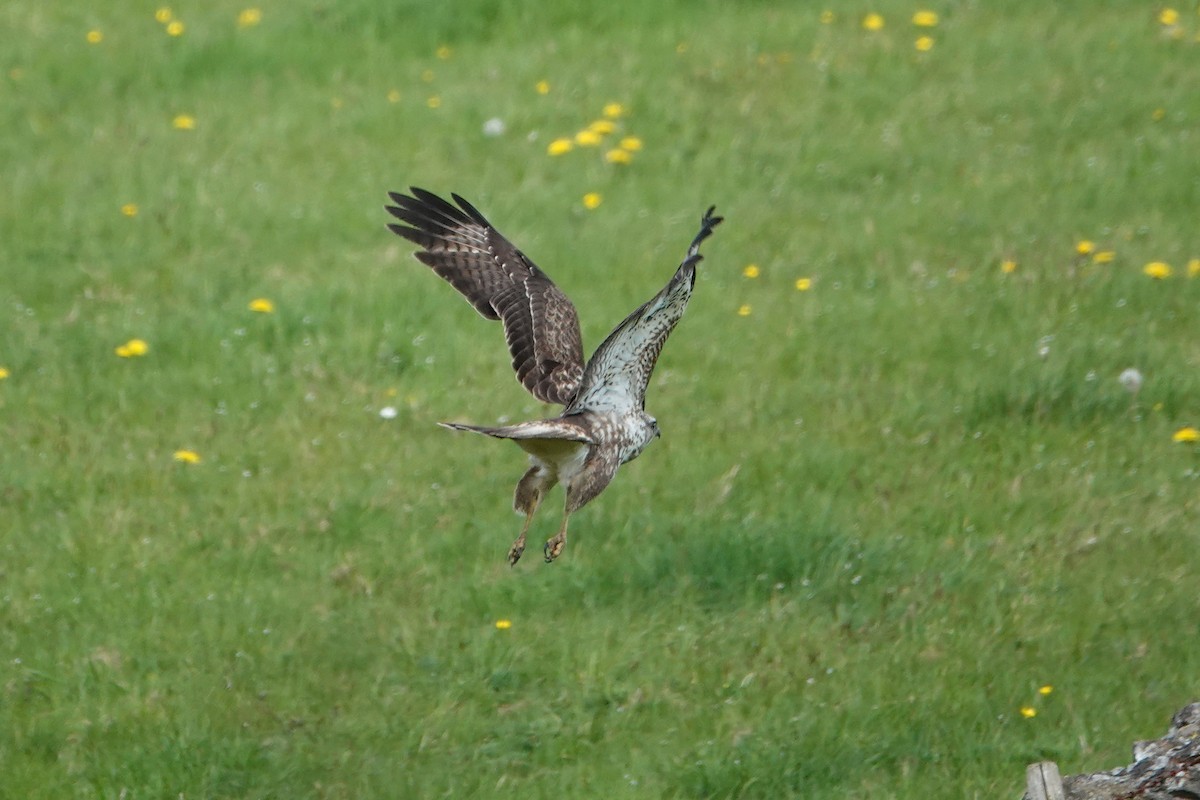 Common Buzzard - Ray Scally