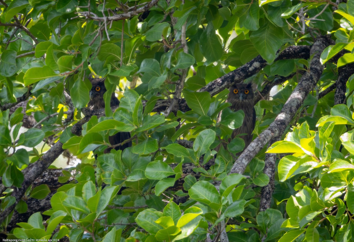 Dusky Eagle-Owl - Nattapong Banhomglin