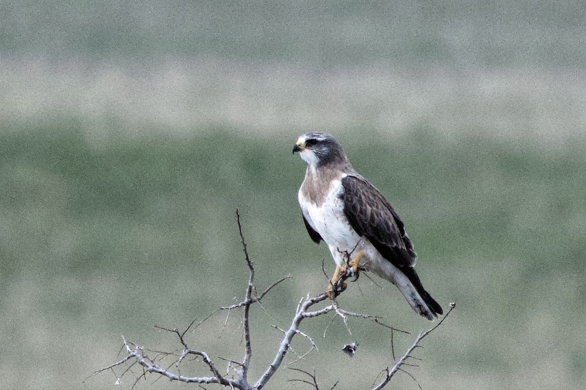 Swainson's Hawk - Lee Burke