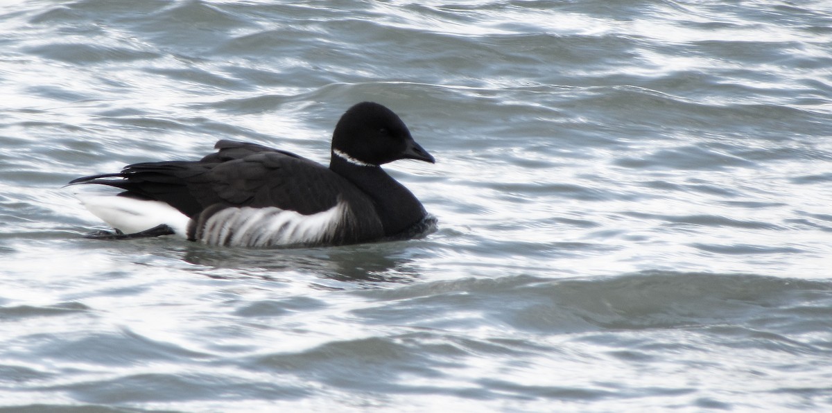 Barnacla Carinegra (nigricans) - ML618550441