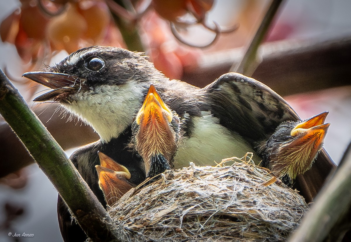 Philippine Pied-Fantail - ML618550446