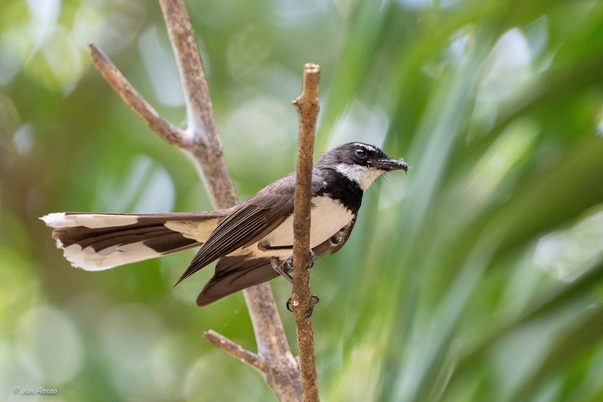 Philippine Pied-Fantail - ML618550448