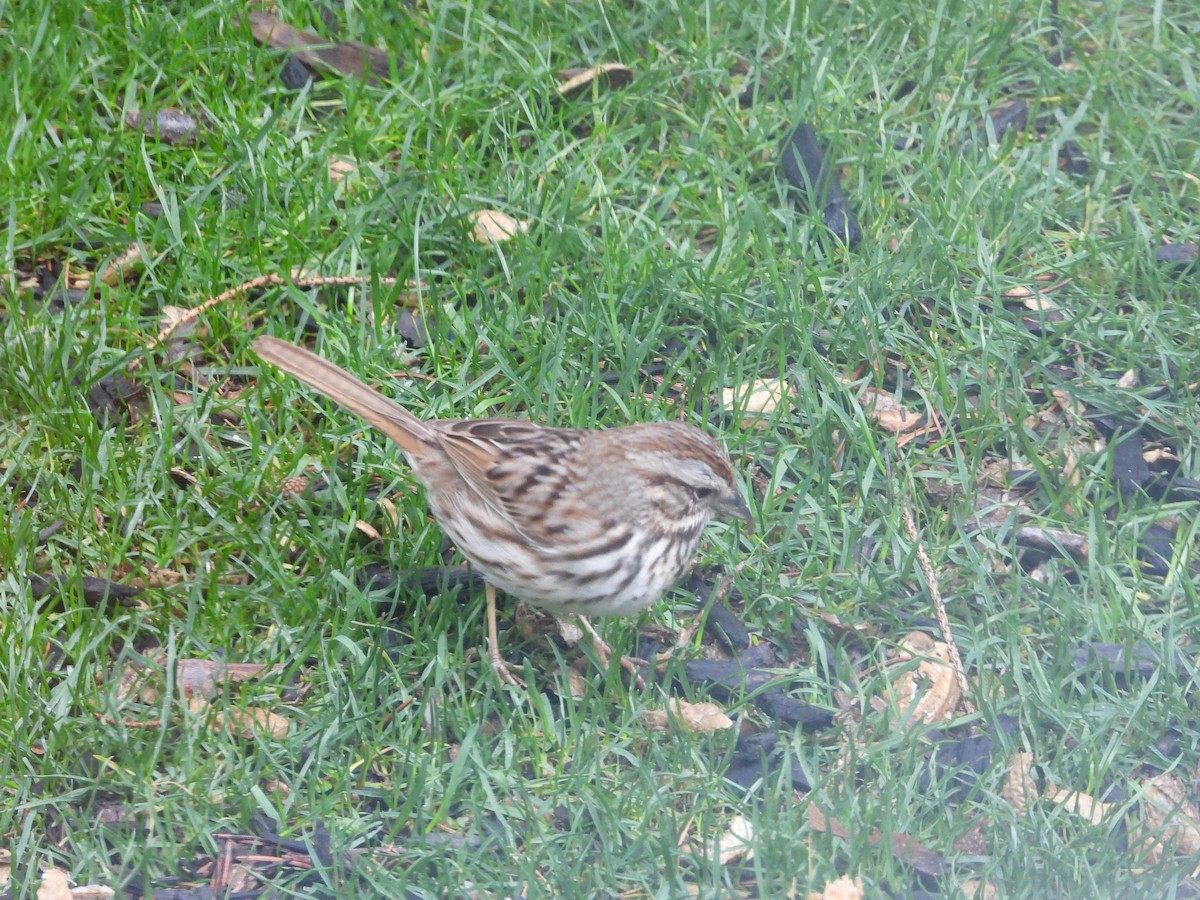 Song Sparrow - Helmut Pfeifenberger