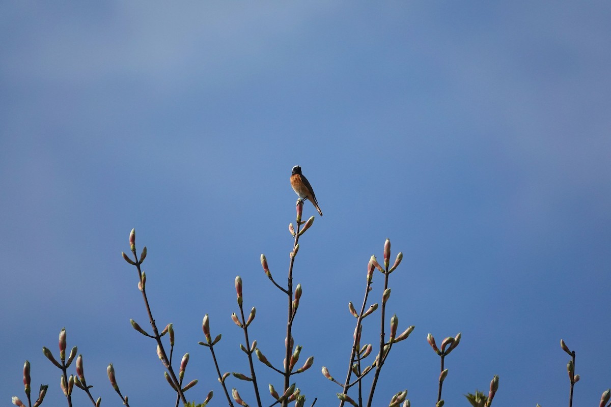 Common Redstart - Ray Scally