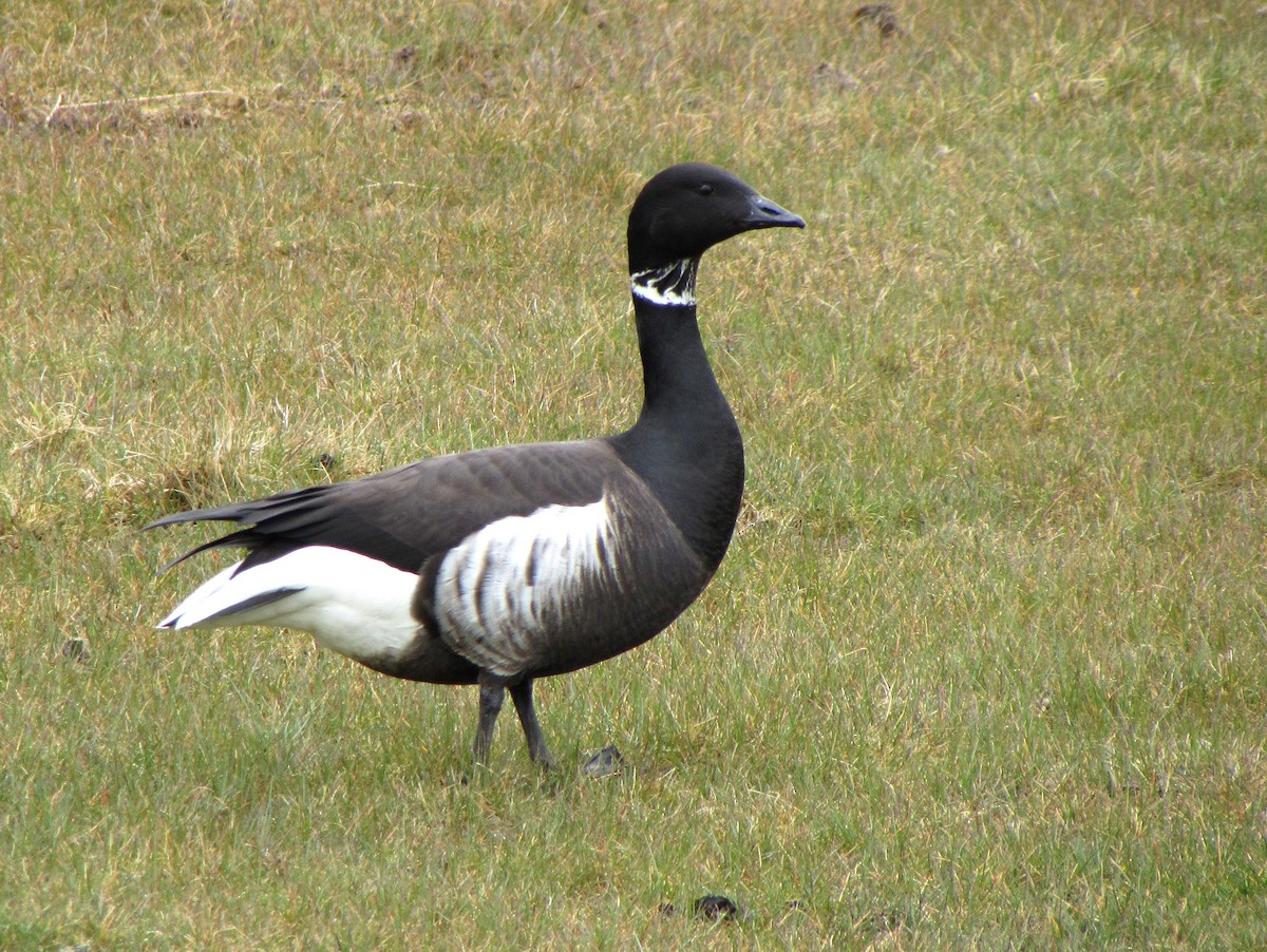 Barnacla Carinegra (nigricans) - ML618550481