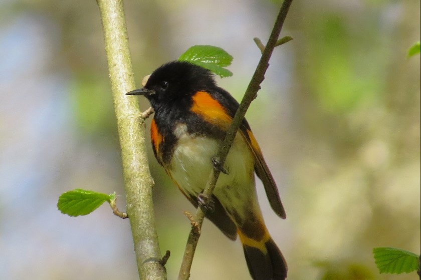 American Redstart - ML618550496