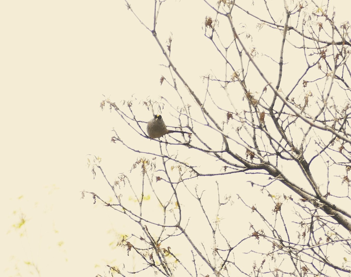 Golden-crowned Sparrow - Jon (JC) Curd