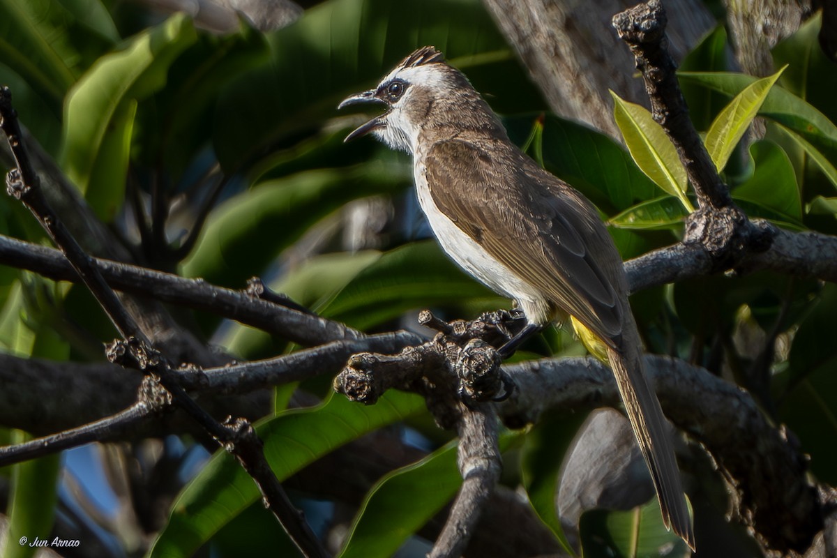 Yellow-vented Bulbul - ML618550519