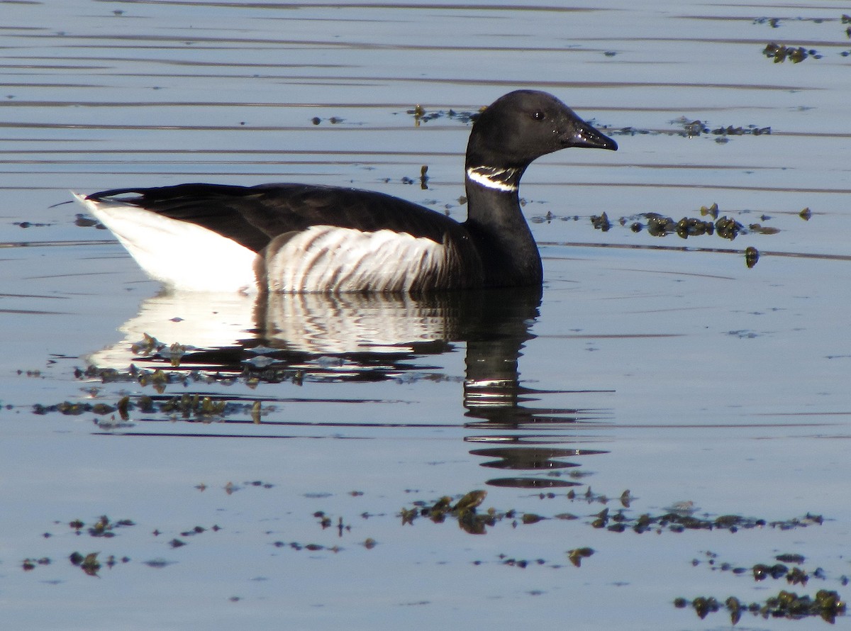 Bernache cravant (nigricans) - ML618550529