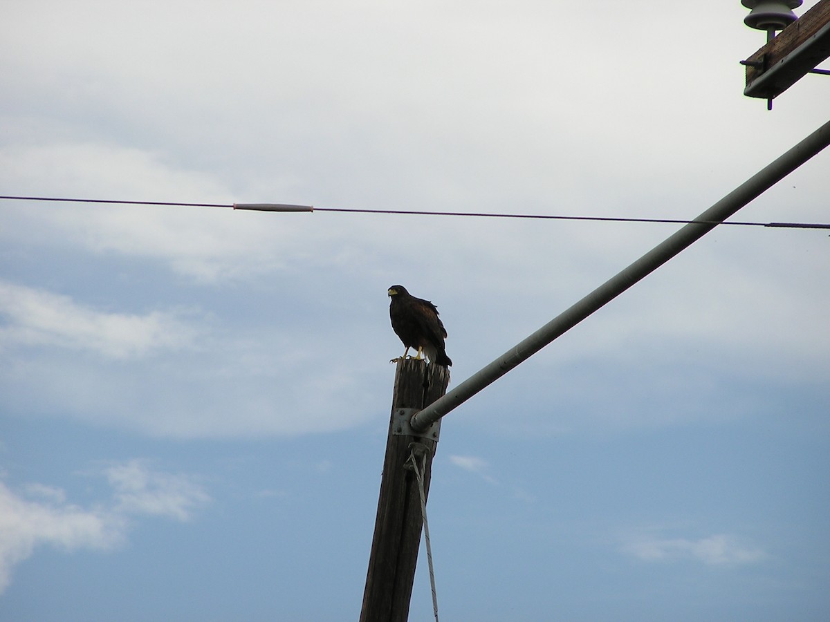 Harris's Hawk - ML618550530