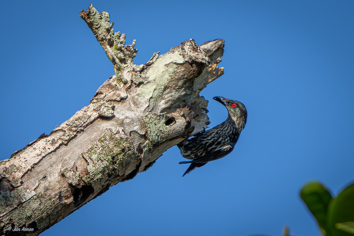 Asian Glossy Starling - ML618550531