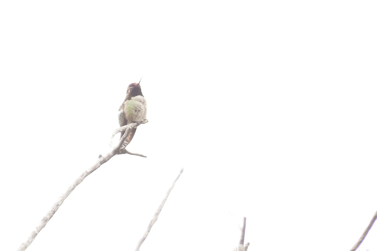 Colibrí de Anna - ML618550538