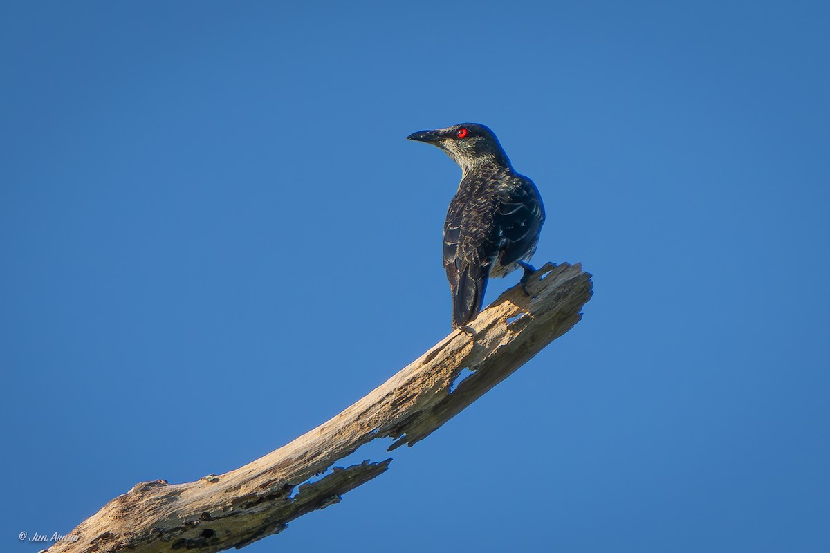 Asian Glossy Starling - ML618550539