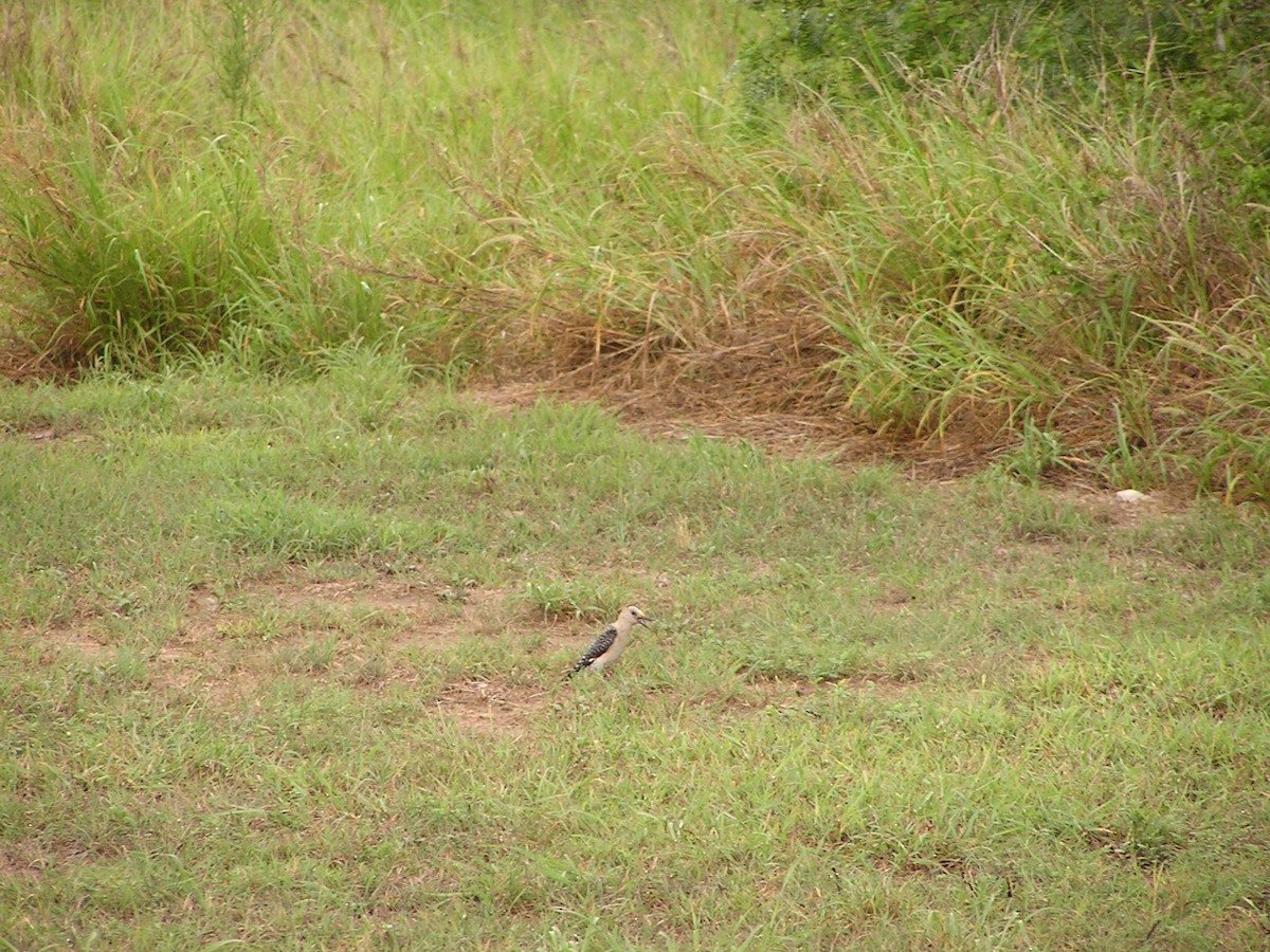 Golden-fronted Woodpecker - Sam Holcomb