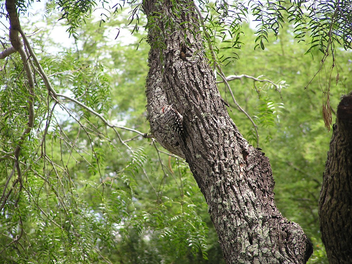 Ladder-backed Woodpecker - Sam Holcomb